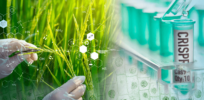 crispr technology in the agricultural industry pa