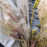 maslin wheat and barley crop