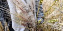 maslin wheat and barley crop
