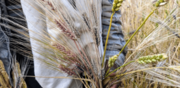 maslin wheat and barley crop