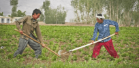 Pakistan edges closer to inevitable embrace of sustainable genetically-modified seeds
