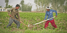 Pakistan edges closer to inevitable embrace of sustainable genetically-modified seeds