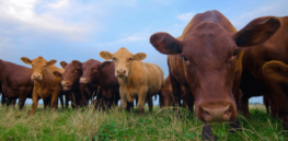 Carbon tradeoff: Which is better for the environment — grain-fed or pasture-raised beef?