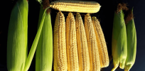 7 year study of the effects of GMO corn on primates shows what every other study has found: ‘No significant health risks'