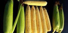 7 year study of the effects of GMO corn on primates shows what every other study has found: ‘No significant health risks'