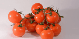 AI paired with gene editing poised to escalate fight against tomato diseases