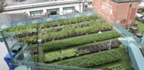 Urban farming impact: Growing food in cities has six times the carbon footprint of conventional agriculture
