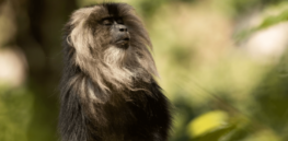 Humans, apes and monkeys: Parts of primate DNA are stable after 65 million years of evolution