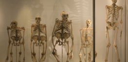 great ape skeletons in the museum of zoology c university of cambridge