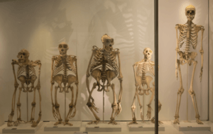 great ape skeletons in the museum of zoology c university of cambridge