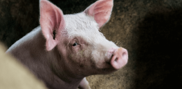 100,000 Americans are waiting for transplants. Could pig-grown organs close this gap?