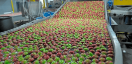 apples being packed web