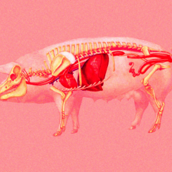 doctors thrilled pig kidney functions human patient two months