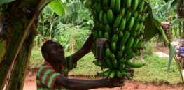 increasing banana production and productivity