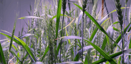 Gene editing breakthrough: Chile becomes first country in the Americas to approve high fiber wheat
