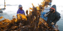 Post-apocalyptic farming? How seaweed could help us avert starvation during a nuclear winter