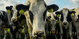 Livestock industry targets Florida in campaign to block cultivated meat innovation