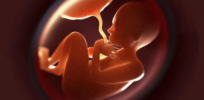 fetus in womb x