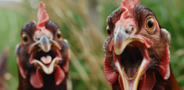 Curious what chickens cluck about? AI is decoding the language of poultry