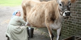 Coming era of cattle farming: Genetically engineered dairy cow produces human insulin in milk