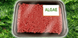 vegan algae ground beef livekindly