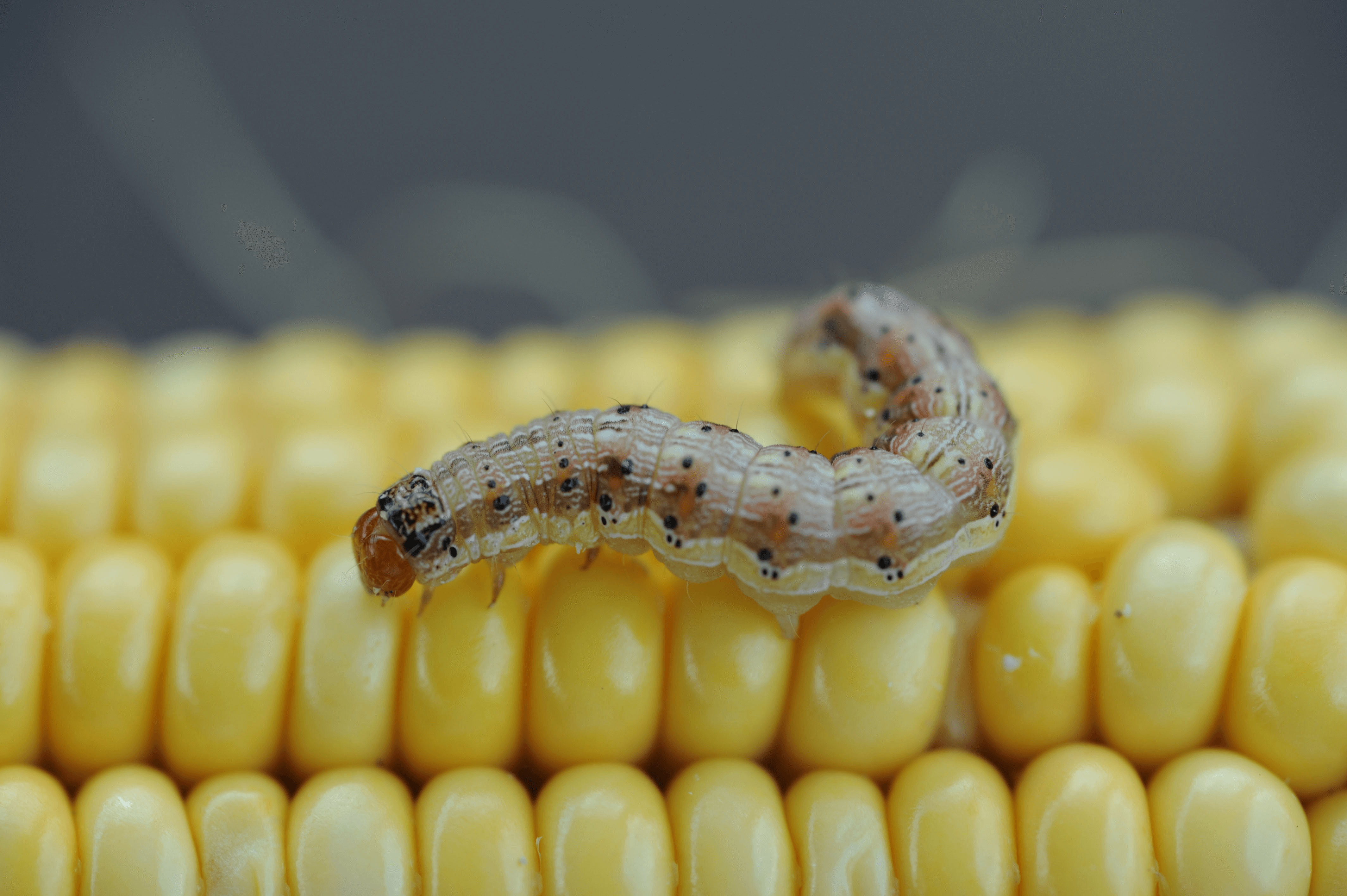 cew on corn sr