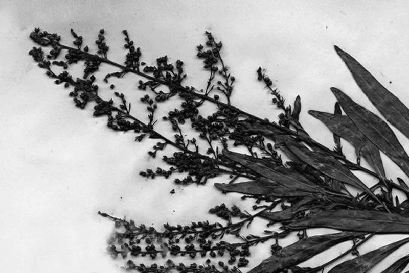 wendlandia angustifolia madras courier