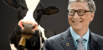 bill gate super cows feature