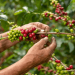 close up arabica coffee farmer s hands picking beans plant his farm colombia