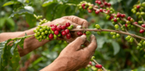 close up arabica coffee farmer s hands picking beans plant his farm colombia
