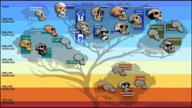 hominid tree skulls c