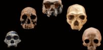 tf cmsv smithsonianmag media s amazonaws