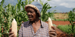 african farmer pe xl sux ivf qpgir o mipjk buolepwapghd