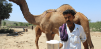 fresh camel milk in kutch region of gujarat image by sahjeevanjpg scaled