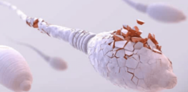 How the media portrayed a study: “High Levels of Glyphosate Found in Sperm” – What data actually show: Almost no chemical traces and no effect on sperm