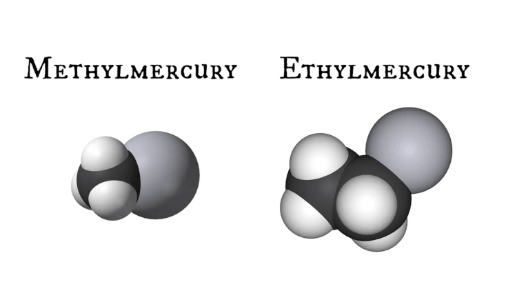 Structural differences between ethylmercury and methylmercury. Source: https://scienceblogs.com/startswithabang/2014/04/29/guest-post-the-real-dangers-of-mercury-synopsis
