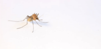 Gene drive to fight malaria: Oxitec-bred non-biting mosquitoes altered to carry a gene that kills deadly females before maturity released in Djibouti
