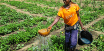 farming usaid