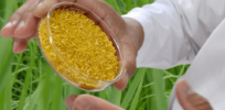golden rice