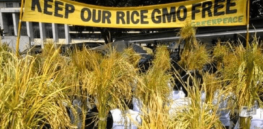 'Thousands of children could die': Far left The Guardian joins chorus criticizing Greenpeace's 'catastrophic' plan to block Golden Rice rollout in the Philippines