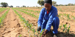 Viewpoint: Science colonialism — Europe and the United Nations are blocking crop biotechnology poised to address global hunger