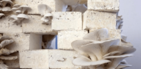 How mushroom-based mycelium could replace some of the world’s most polluting products
