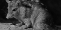 ‘Only hope left’: Is it too late for gene editing to rescue Australia’s endangered marsupial northern quoll?