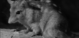 ‘Only hope left’: Is it too late for gene editing to rescue Australia’s endangered marsupial northern quoll?