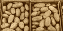 CRISPR potatoes that cook as fast as pasta or rice and resist bruising? They’re in development
