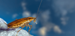 Cockroaches: How a South Asian vermin unexpectedly conquered the world