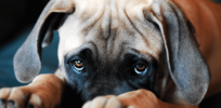 How and why did dogs develop ‘puppy eyes’?