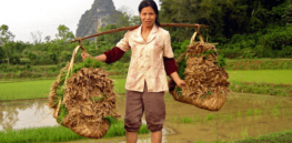 Viewpoint: Will China’s desire to boost food production with biotechnology clash with public wariness of ‘Western’ GM technology?