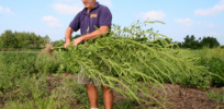 Will AI conquer herbicide resistance? Ultra-precise targeting removes weeds with next to no impact on anything else