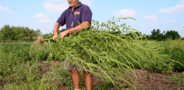 Will AI conquer herbicide resistance? Ultra-precise targeting removes weeds with next to no impact on anything else